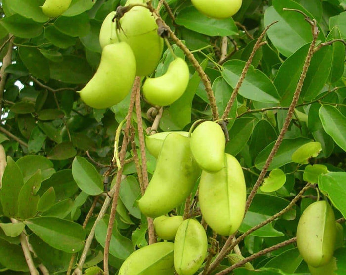 Griffonia simplicifolia