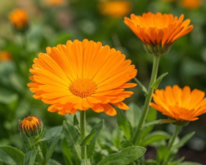 Zeaxanthin